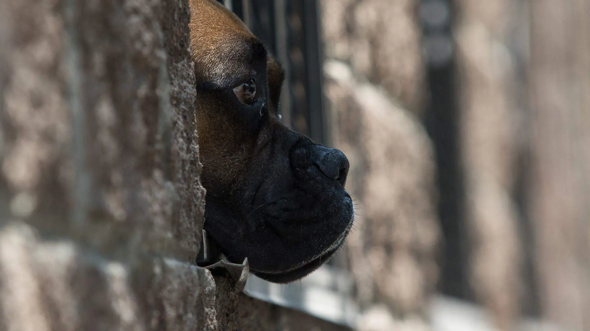 Boxer | Perro | Mascotas